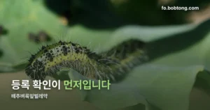 배추벼룩잎벌레약 정리 썸네일