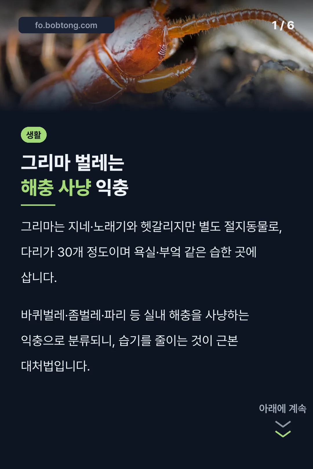 그리마 벌레는 해충 사냥 익충