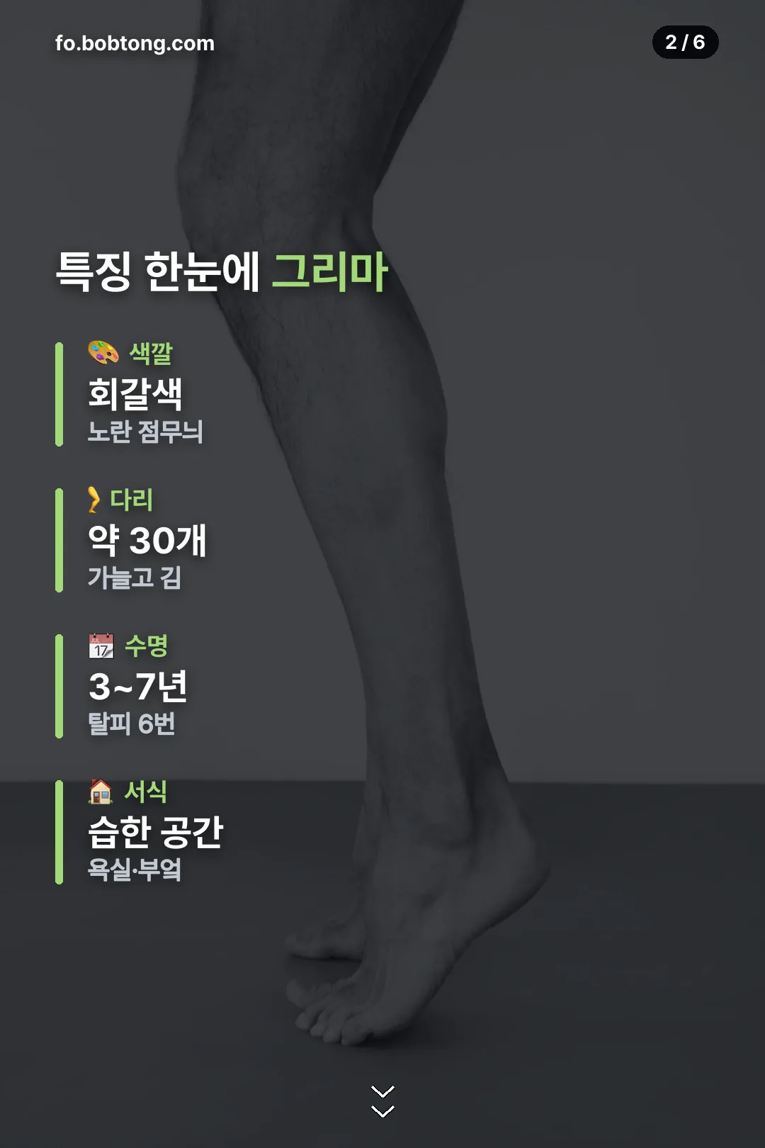 그리마 특징 한눈에