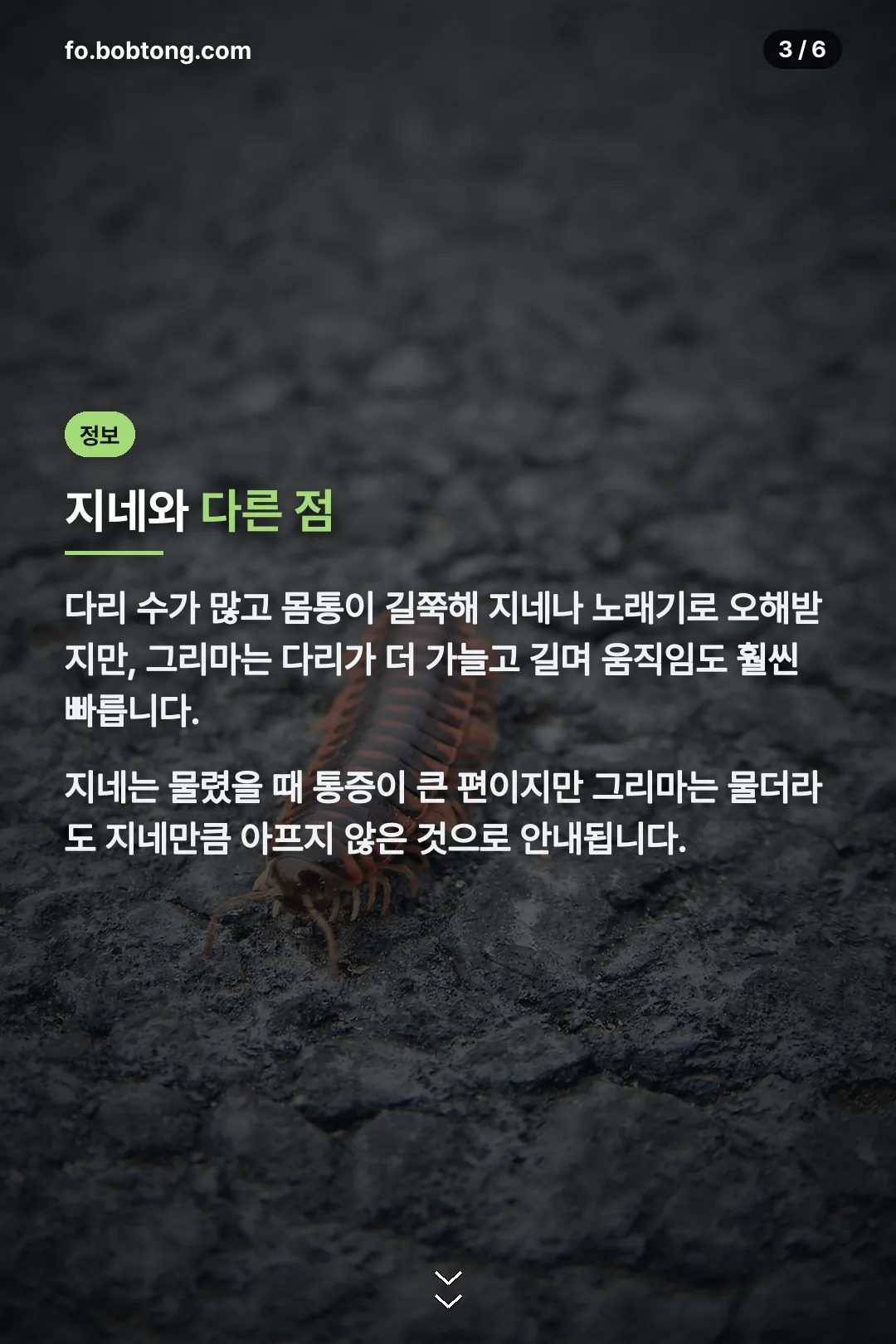 지네·노래기와 다른 점
