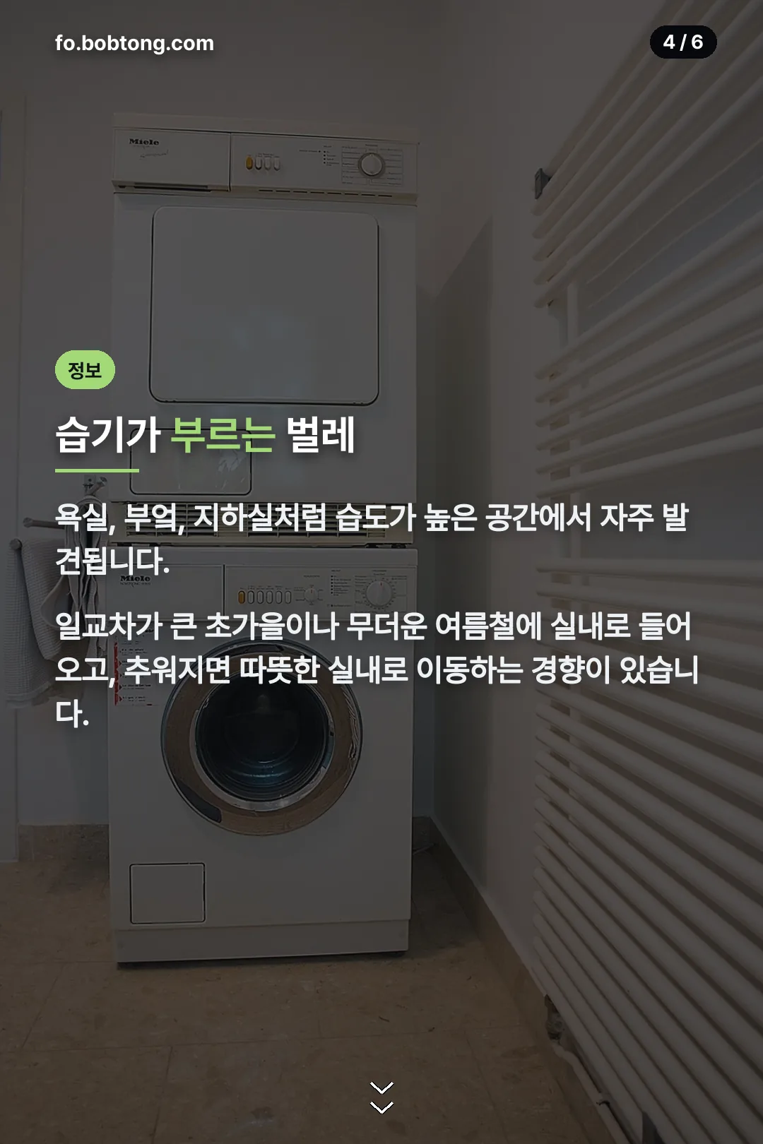 습기 많은 곳에 나타나는 이유