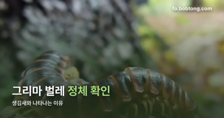 그리마 벌레 정리 썸네일