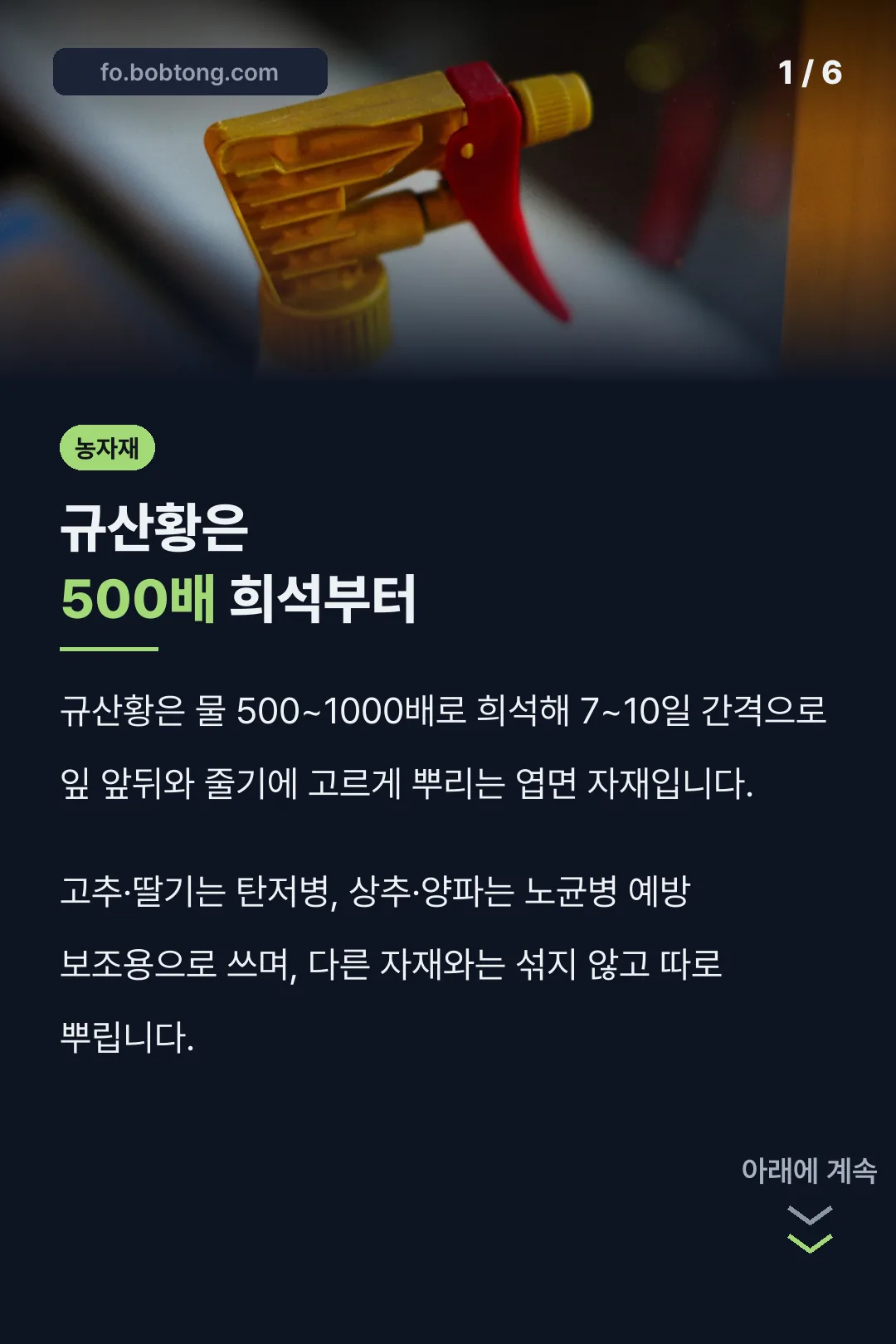 규산황은 500배 희석부터