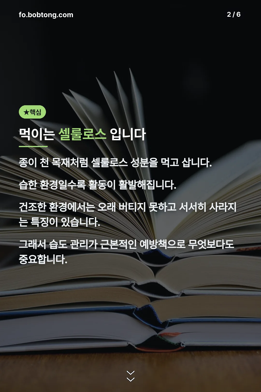 먹이는 셀룰로스